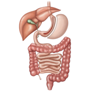 Gastric Sleeve Surgery